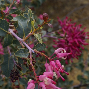 Grevillea insignis